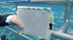 Phil drawing a Shaaark! cartoon in the cage at Neptune Islands